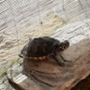 Meet your Posher, Claudia